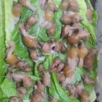 فروش حلزون|خزنده|ارومیه, |دیوار