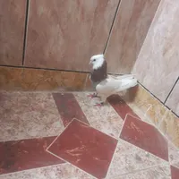 طوقی نر گم شده مژدگانی داده مشود|حیوانات|گرمسار, |دیوار