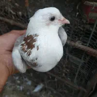 کبوتر پرشی ماده|پرنده|ساری, |دیوار