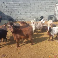 ۵راس با۶راس بزقاله میش گوسفند