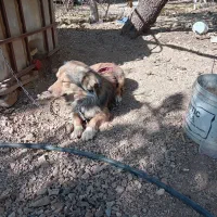 سگ برای نگهداری در باغ