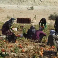 گروه کارگر گوجه چینی|خدمات باغبانی و درختکاری|بردخون, |دیوار