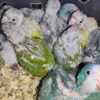 جوجه طوطی راهب و گرینچیک سرلاکی دستی