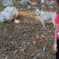 سگ گمشده نر|حیوانات|کرمانشاه, |دیوار