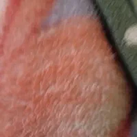 روفرشی مخمل کش دار