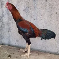 مرغ وخروس لاری اصیل|حیوانات مزرعه|بندرعباس, |دیوار