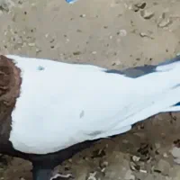 کله سفید کلاهی|پرنده|بم, |دیوار