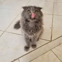 واگذاری گربه اسکاتیش فولد بلوشش ماهه۵۸۰۰