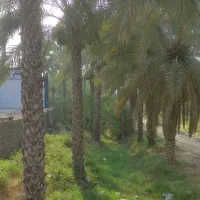 قطع نخل و انواع درختان به صورت توافقی|خدمات باغبانی و درختکاری|آبپخش, |دیوار