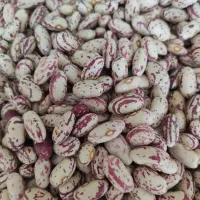 لوبیا چیتی اعلا بذری وخوراکی