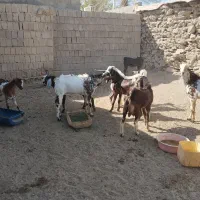 دامداری رمکان|حیوانات مزرعه|قشم, |دیوار