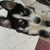 سگ هاسکی نر|سگ|تهران, فلاح|دیوار