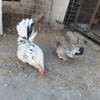 یک جفت مرغ و خروس جاپنیز زیبا و ریز جثه|پرنده|تهران, شهرک استقلال|دیوار