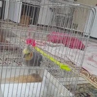 عروس هلندی در گجوان گم شده