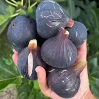 فروش نهال انجیر استهبان +لیبل دار تضمینی