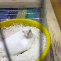 قناری ماده سالم آماده مولد