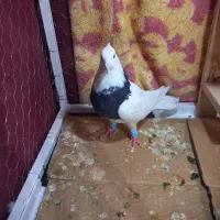 کبوتر طوق سیاه نر|پرنده|شیراز, لاله|دیوار