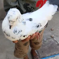 کبوتر