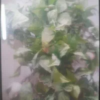 درختچه‌مصنوعی