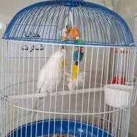 عروس هلندی|پرنده|محمدشهر, محمدشهر|دیوار