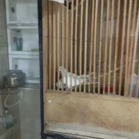 پرنده زینتی|پرنده|شهریار, شهرک وائین|دیوار