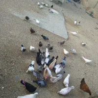 کبوتر رمکان|پرنده|قشم, |دیوار