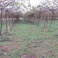 فروش ۳۵۵۷متر زمین باغی زراعی سنددار کوهستان بالا