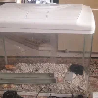 آکواریوم دلسا سفید|ماهی|پاکدشت, پاکدشت (مامازند)|دیوار