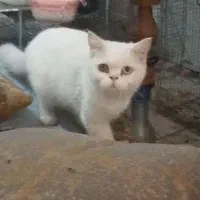 اسکاتیش بریتیش نر