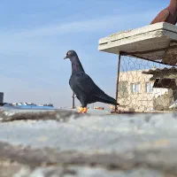 زیل نر پرنده شلاقی