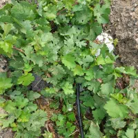 ۹۰۰ متر زمین وباغ انگور در روستای لیلاقی قَز|فروش زمین و ملک کلنگی|سبزوار, کراب|دیوار