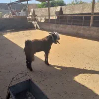 بز نر