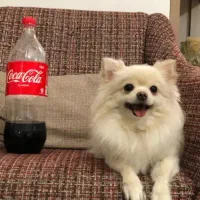 سگ آپارتمانی شی وا وا موبلند