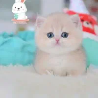 خرید گربه اسکاتیش