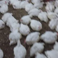 کارگر مرغداری