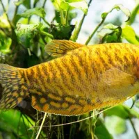 فروش ماهی ولوازم اکواریوم|ماهی|دوگنبدان, |دیوار