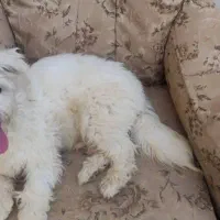 سگ پاکوتاه شیتزو تریر|سگ|هشتگرد, فاز ۱ مهستان|دیوار