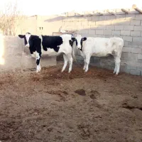 دو عدد تلیسه