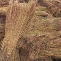 جارو بوته ای و گندمی