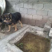 دورگ|سگ|دزفول, |دیوار