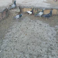 ۸عددکبوترپلاکی ویه  جفت سینه داربایهودی فقط تماس