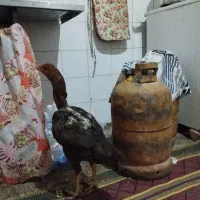 مرغ محلی میرجاوه|حیوانات مزرعه|میرجاوه, |دیوار