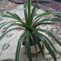 گل طبیعی