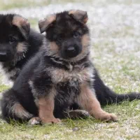 (ژرمن مارکت) واردات تخصصی نژاد ژرمن شپرد