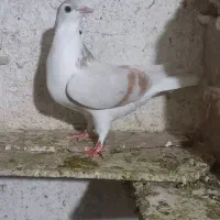 ساده عئودی ماده خلیل اباد