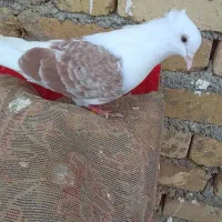 کبوتر|پرنده|بیرانوند, |دیوار