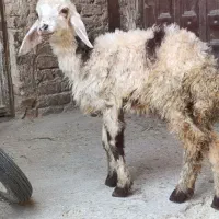 بره‌شیری‌پلنگی