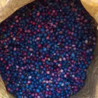 کلخنگ تر تازه کیلو ۵۰۰