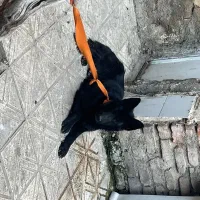 سگ ژرمن بلک