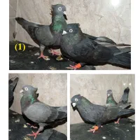 زاغ چش نوک